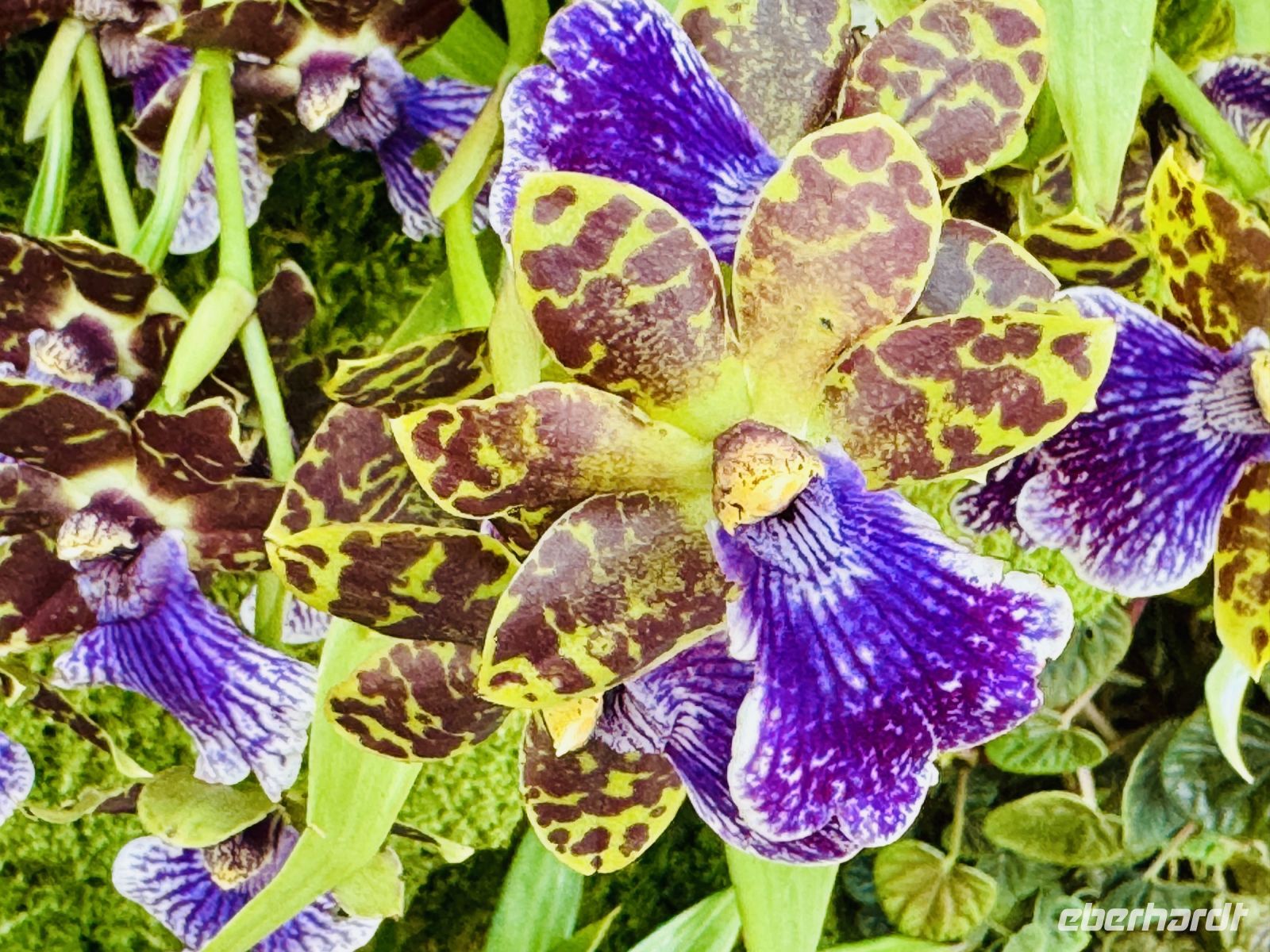 Tag 3 - Orchideen-Garten, Singapur 