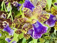 Tag 3 - Orchideen-Garten, Singapur 