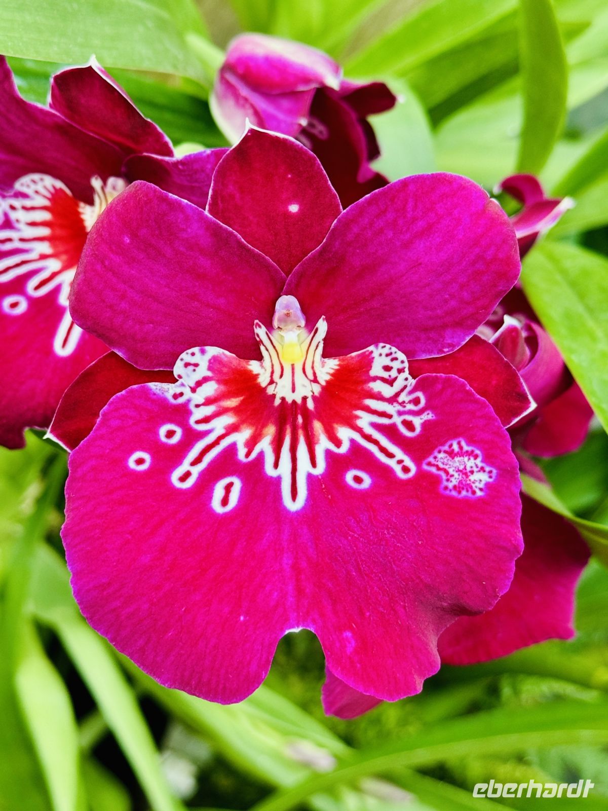 Tag 3 - Orchideen-Garten, Singapur 