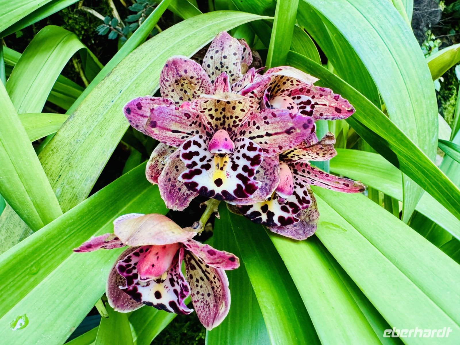 Tag 3 - Orchideen-Garten, Singapur 