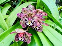 Tag 3 - Orchideen-Garten, Singapur 