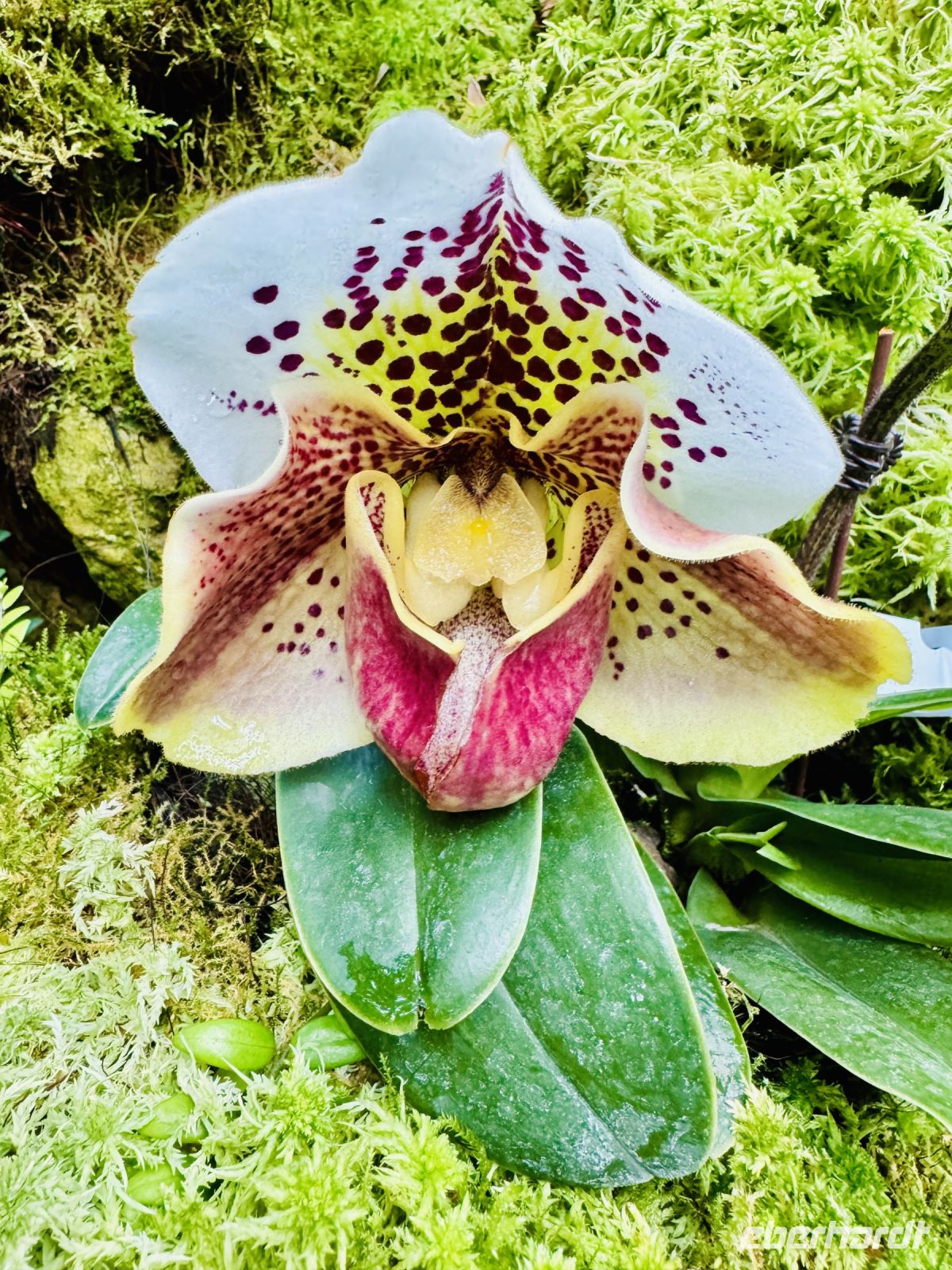 Tag 3 - Orchideen-Garten, Singapur 