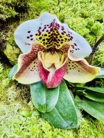 Tag 3 - Orchideen-Garten, Singapur 