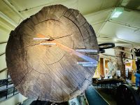 Tag 5 - Kauri Museum