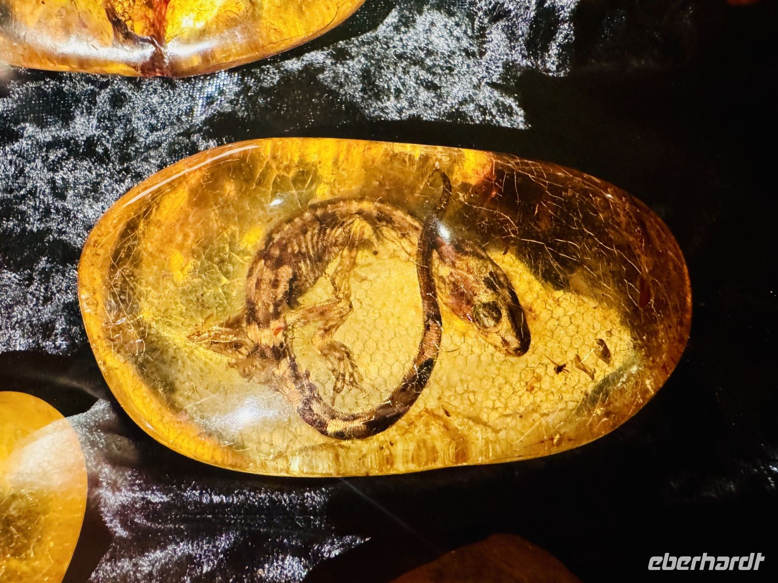 Tag 5 - Kauri Museum