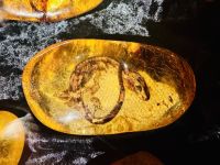 Tag 5 - Kauri Museum