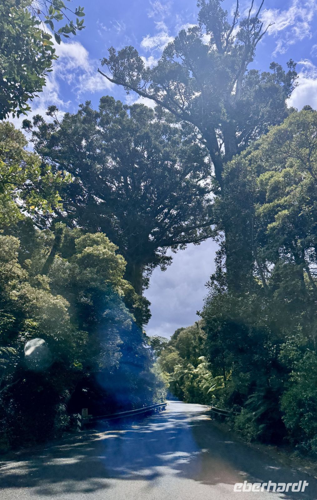 Tag 5 - Kauri Bäume am Straßenrand 