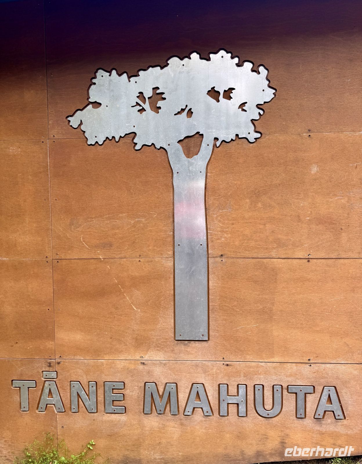 Tag 5 - Tane Mahuta