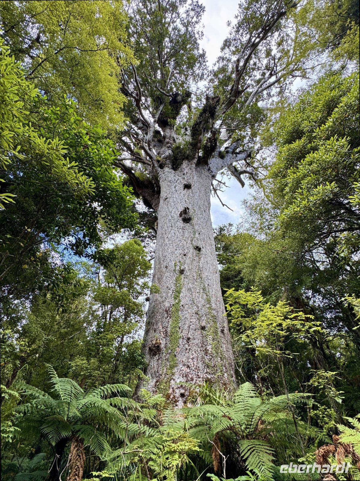 Tag 5 - Tane Mahuta