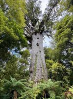 Tag 5 - Tane Mahuta