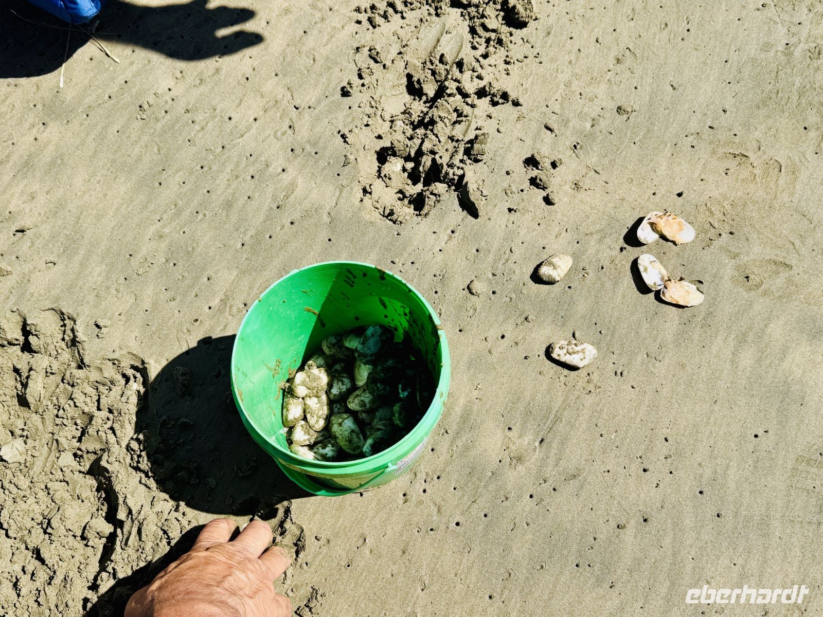 Tag 6 - Muscheln sammeln am Ninety Miles Beach