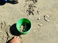 Tag 6 - Muscheln sammeln am Ninety Miles Beach
