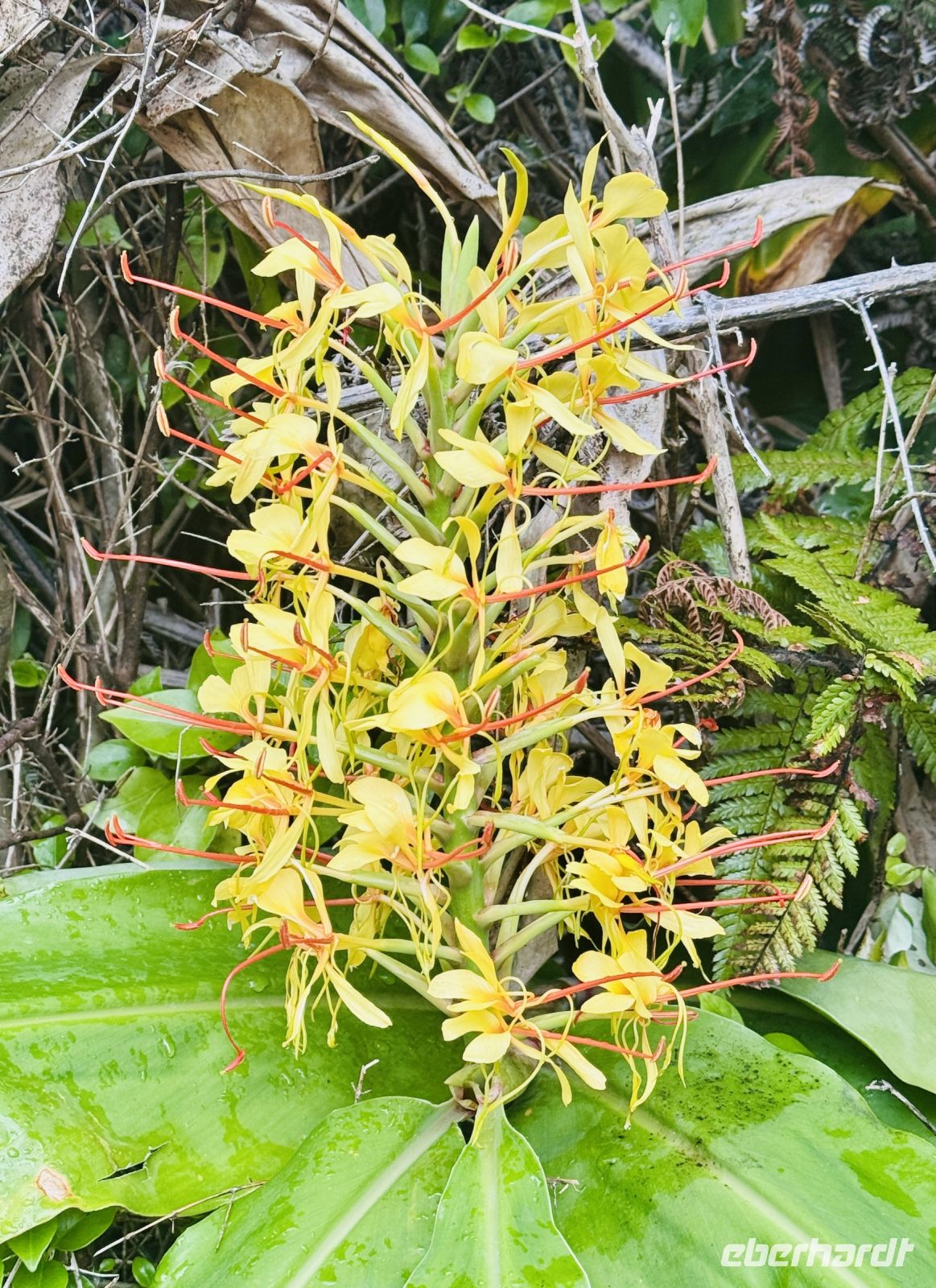 Tag 8 - Wilder Ingwer 