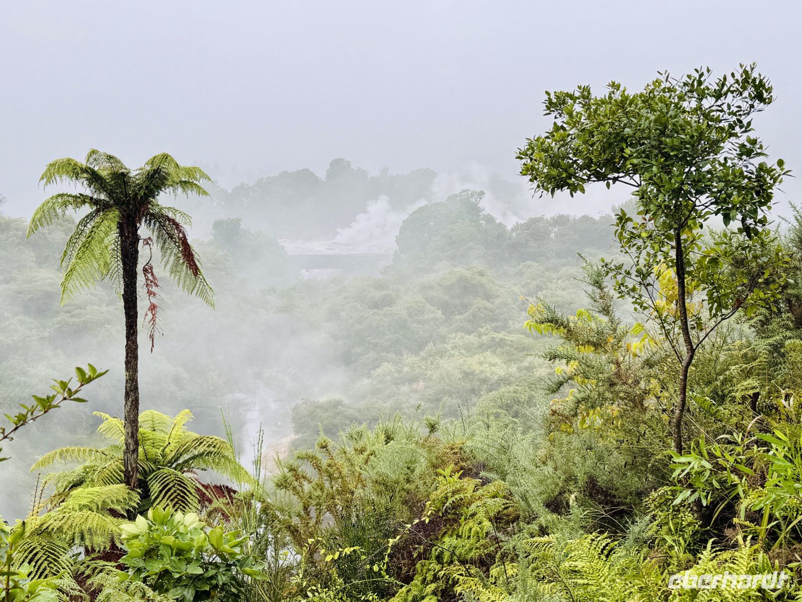 Tag 10 - Geothermalpark Te Puia