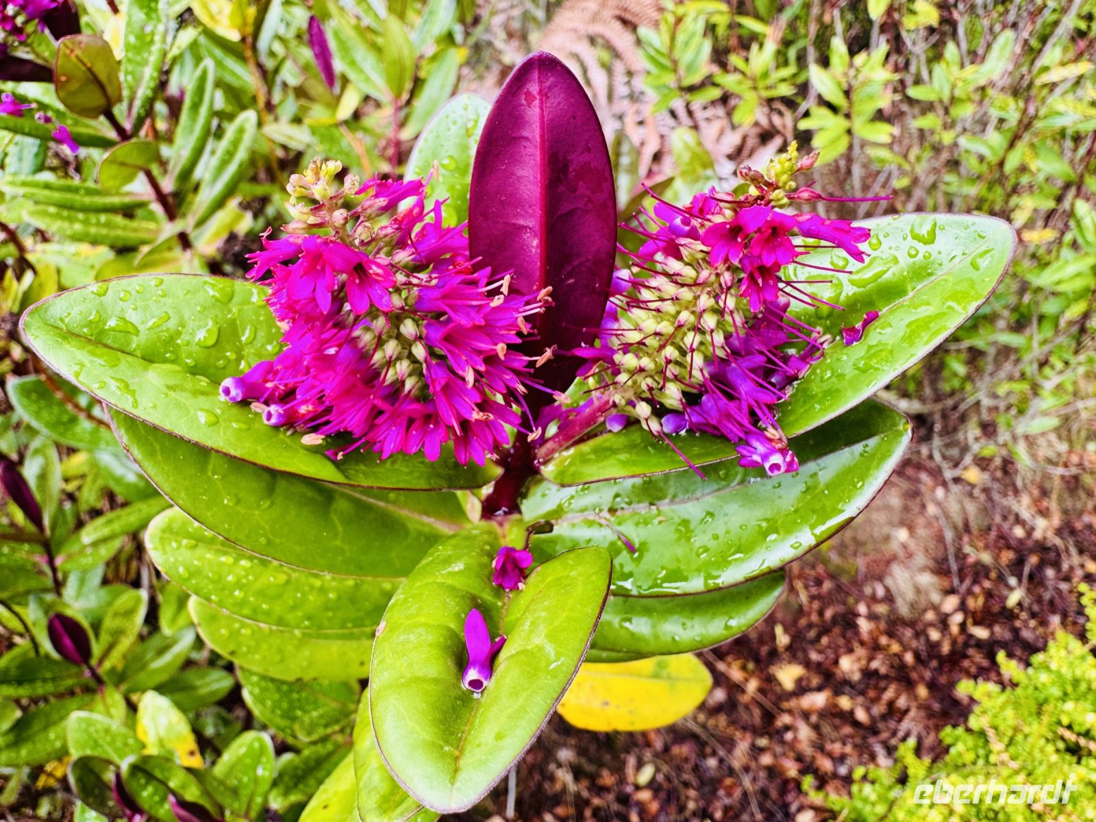 Tag 10 - Neuseeland Hebe