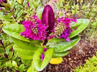 Tag 10 - Neuseeland Hebe