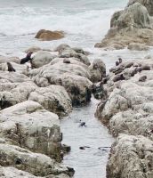 Tag 13 - Pelzeobben am Ohau Point