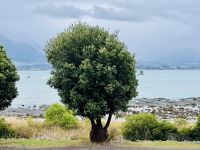 Tag 13 - Blick aufs Meer vom Hotel in Kaikoura