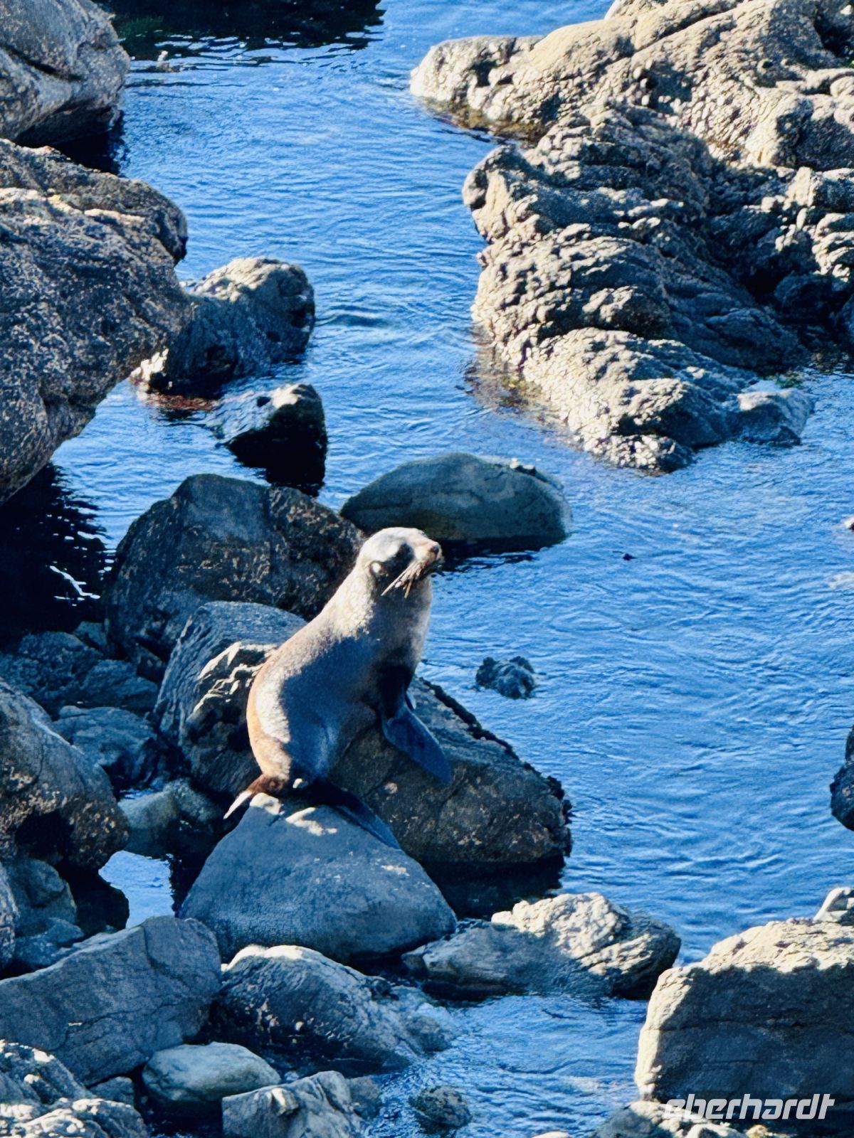 Tag 14 - Robbenbeobachtung