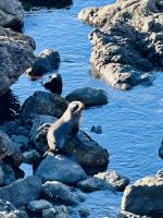 Tag 14 - Robbenbeobachtung