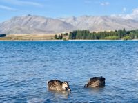 Tag 14 - Lake Tekapo