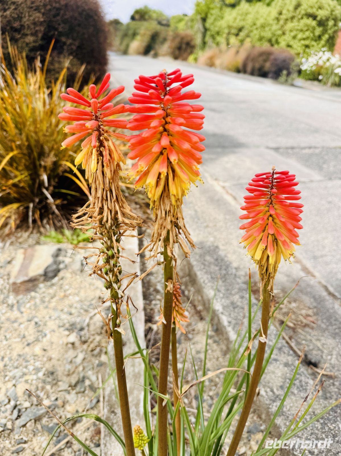 Tag 15 - Schopf-Fackellilie