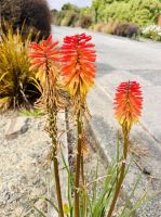 Tag 15 - Schopf-Fackellilie