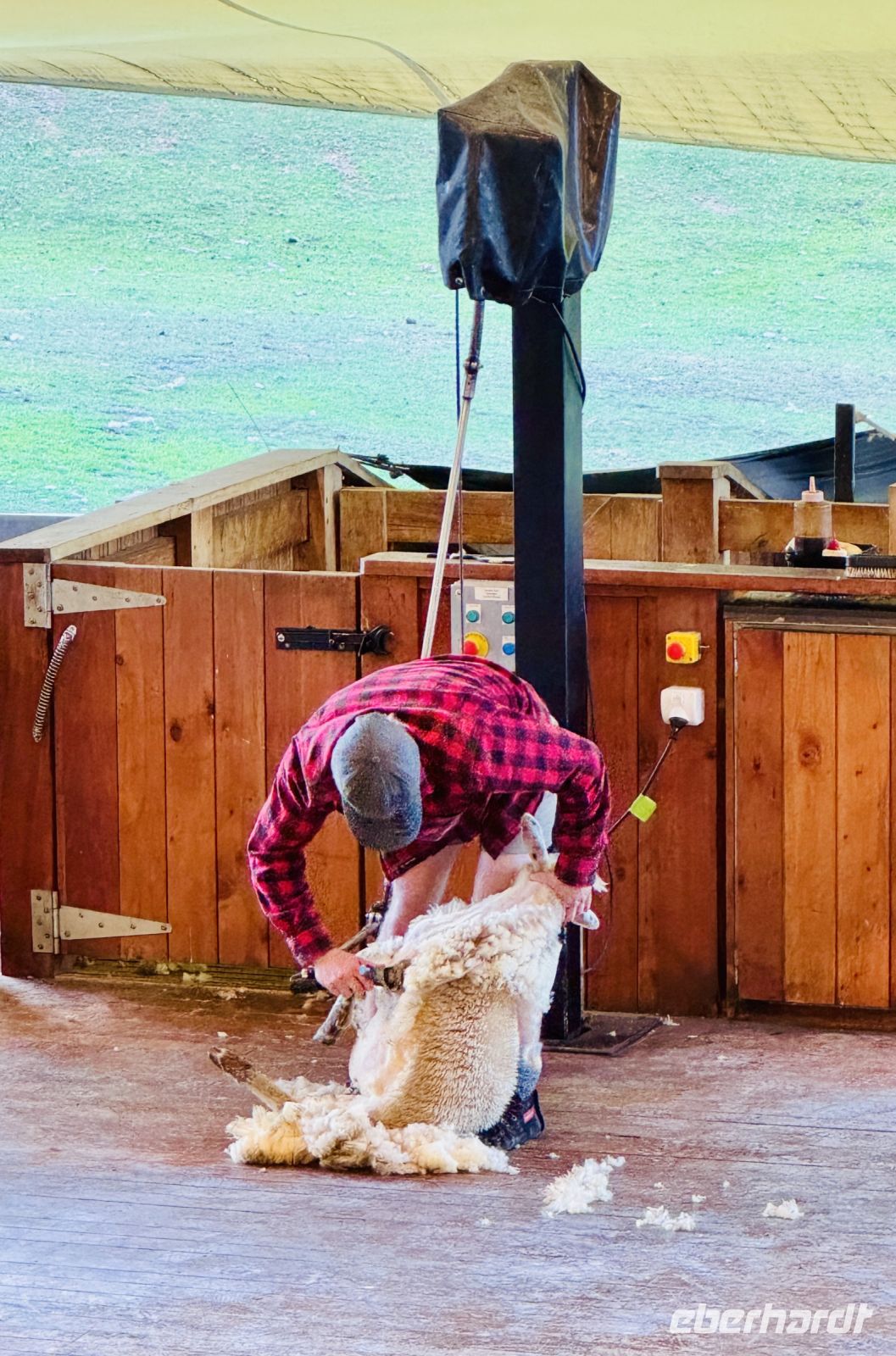 Tag 18 - Schafschur auf der Walter Peak Farm