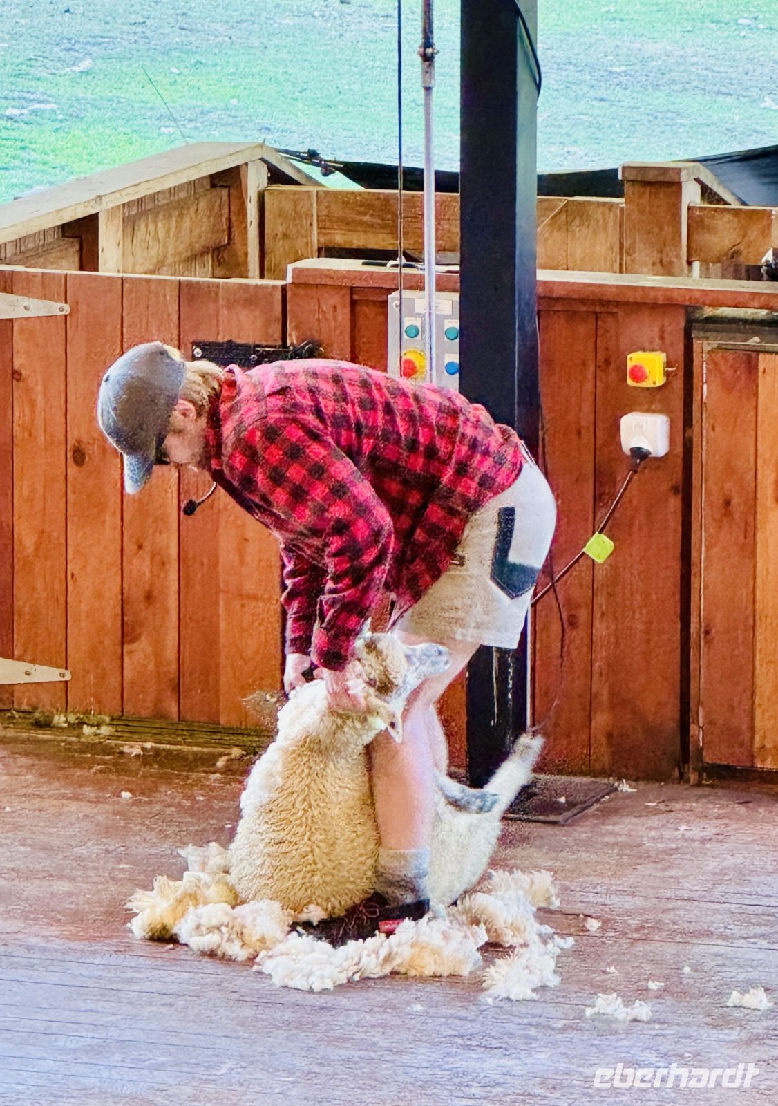 Tag 18 - Schafschur auf der Walter Peak Farm