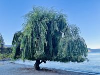 Tag 18 - Walter Peak Farm