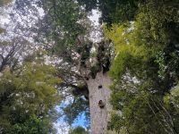 Der älteste Kauri Baum 
