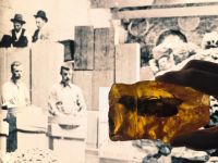 Bernstein - Amber im Kauri Museum 