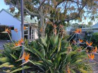 Strelitzia in unserer Lodge