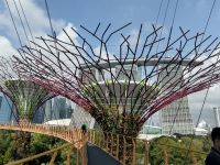 Supertrees Singapore 