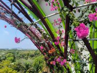 Supertrees Singapore 