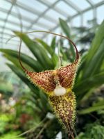 Orchideengarten Singapore 