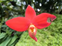 Orchideengarten Singapore 