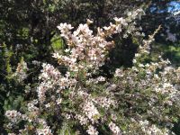 Blühender Manuka-Baum