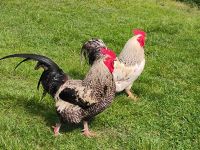 Hähne warten auf unsere Hühner