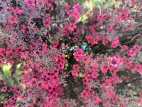 Roter blühender Manuka-Baum 