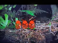 Kiwi Aufzuchtstation