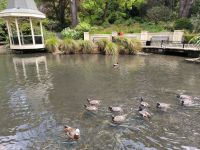Ententeich im botanischen Garten 
