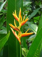 Im Botanischen Garten  (1)