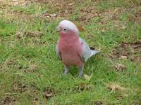 Telegraph Station Alice Springs (2)
