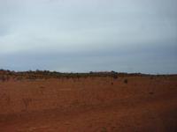 Auf dem Weg von Alice zum Uluru (4)