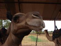 Auf dem Weg von Alice zum Uluru (7)