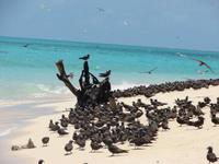 Great Barrier Reef (2)