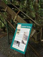 Skyrail nach Kuranda (1)