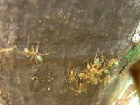 Ameisen mit Lemongeschmack