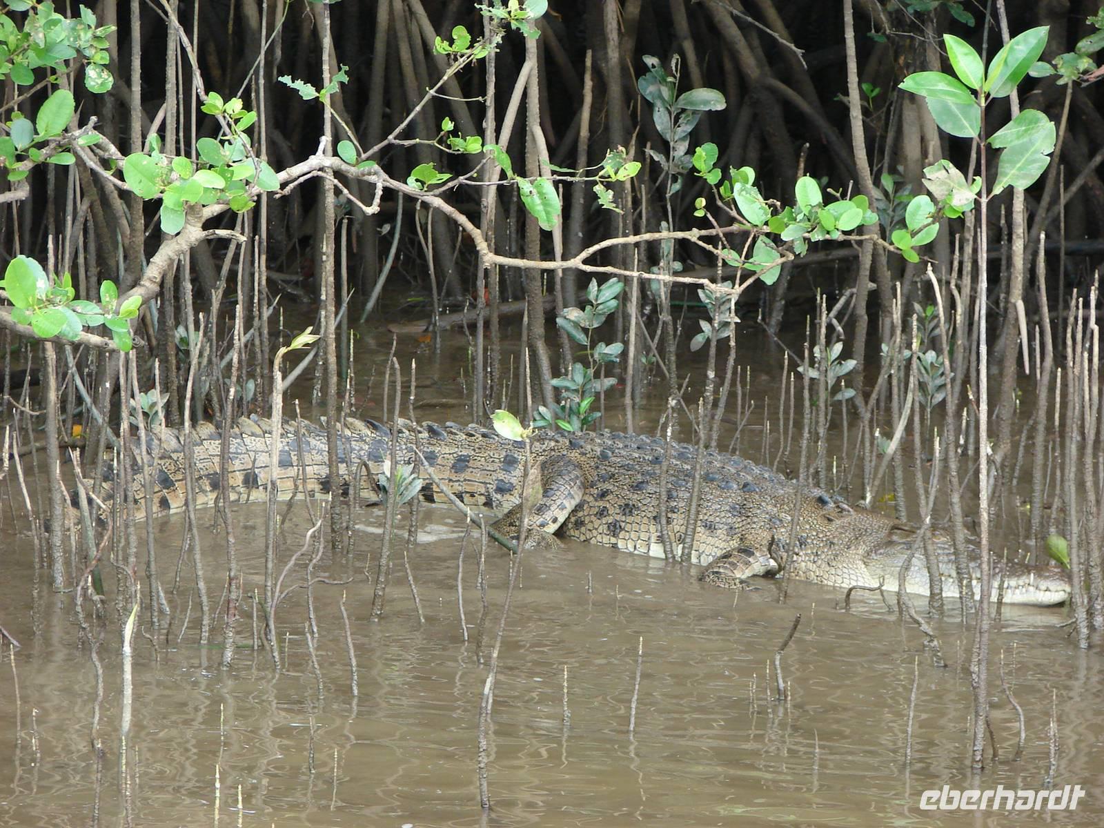 Auf dem Daintree River (1)